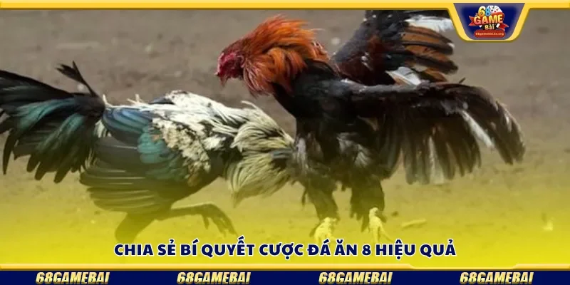 Chia sẻ bí quyết cược đá ăn 8 hiệu quả