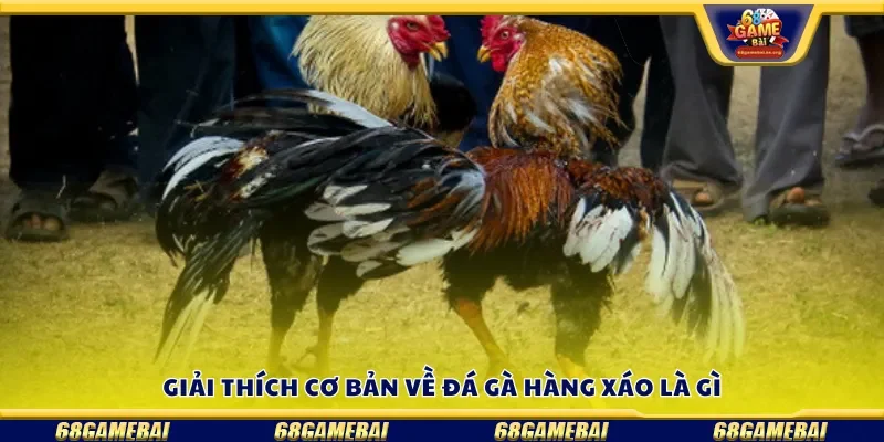 Giải thích cơ bản về đá gà hàng xáo là gì