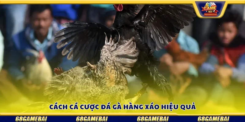 Cách cá cược đá gà hàng xáo hiệu quả
